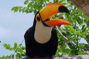 Toucan i njegov univerzalni kljun Toucan i njegov univerzalni kljun